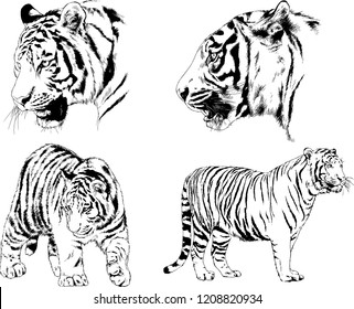 vector drawings sketches different predator , tigers lions cheetahs and leopards are drawn in ink by hand , objects with no background