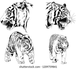 vector drawings sketches different predator , tigers lions cheetahs and leopards are drawn in ink by hand , objects with no background