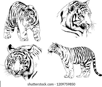 vector drawings sketches different predator , tigers lions cheetahs and leopards are drawn in ink by hand , objects with no background