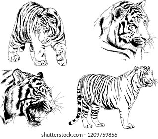vector drawings sketches different predator , tigers lions cheetahs and leopards are drawn in ink by hand , objects with no background