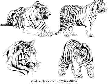 vector drawings sketches different predator , tigers lions cheetahs and leopards are drawn in ink by hand , objects with no background