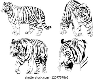 vector drawings sketches different predator , tigers lions cheetahs and leopards are drawn in ink by hand , objects with no background