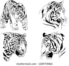 vector drawings sketches different predator , tigers lions cheetahs and leopards are drawn in ink by hand , objects with no background