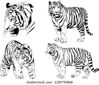 vector drawings sketches different predator , tigers lions cheetahs and leopards are drawn in ink by hand , objects with no background