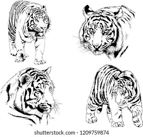 vector drawings sketches different predator , tigers lions cheetahs and leopards are drawn in ink by hand , objects with no background