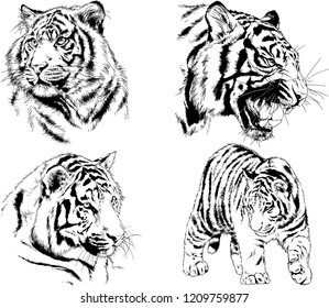 vector drawings sketches different predator , tigers lions cheetahs and leopards are drawn in ink by hand , objects with no background