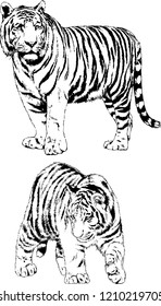 vector drawings sketches different predator , tigers lions cheetahs and leopards are drawn in ink by hand , objects with no background