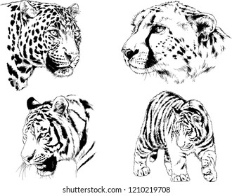 vector drawings sketches different predator , tigers lions cheetahs and leopards are drawn in ink by hand , objects with no background