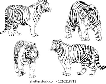 vector drawings sketches different predator , tigers lions cheetahs and leopards are drawn in ink by hand , objects with no background