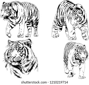 vector drawings sketches different predator , tigers lions cheetahs and leopards are drawn in ink by hand , objects with no background
