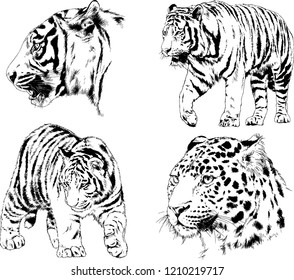 vector drawings sketches different predator , tigers lions cheetahs and leopards are drawn in ink by hand , objects with no background