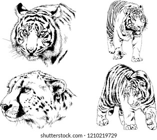 vector drawings sketches different predator , tigers lions cheetahs and leopards are drawn in ink by hand , objects with no background