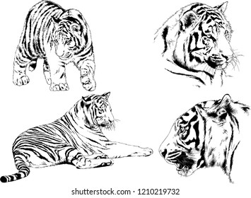 vector drawings sketches different predator , tigers lions cheetahs and leopards are drawn in ink by hand , objects with no background