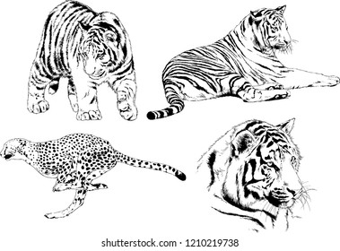 vector drawings sketches different predator , tigers lions cheetahs and leopards are drawn in ink by hand , objects with no background