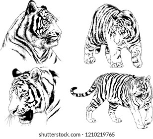 vector drawings sketches different predator , tigers lions cheetahs and leopards are drawn in ink by hand , objects with no background