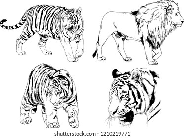 vector drawings sketches different predator , tigers lions cheetahs and leopards are drawn in ink by hand , objects with no background