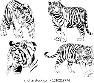 vector drawings sketches different predator , tigers lions cheetahs and leopards are drawn in ink by hand , objects with no background