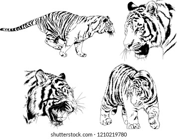 vector drawings sketches different predator , tigers lions cheetahs and leopards are drawn in ink by hand , objects with no background