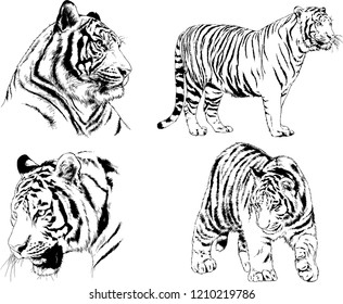 vector drawings sketches different predator , tigers lions cheetahs and leopards are drawn in ink by hand , objects with no background