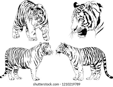 vector drawings sketches different predator , tigers lions cheetahs and leopards are drawn in ink by hand , objects with no background
