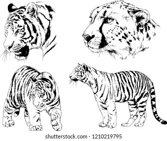 vector drawings sketches different predator , tigers lions cheetahs and leopards are drawn in ink by hand , objects with no background
