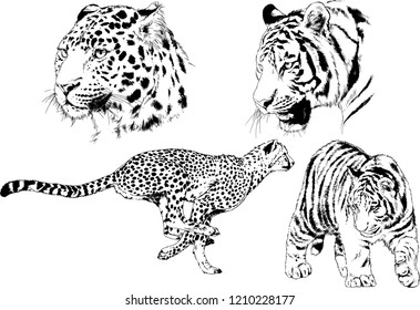 vector drawings sketches different predator , tigers lions cheetahs and leopards are drawn in ink by hand , objects with no background