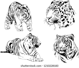 vector drawings sketches different predator , tigers lions cheetahs and leopards are drawn in ink by hand , objects with no background