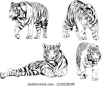 vector drawings sketches different predator , tigers lions cheetahs and leopards are drawn in ink by hand , objects with no background