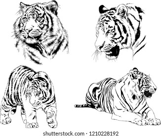 vector drawings sketches different predator , tigers lions cheetahs and leopards are drawn in ink by hand , objects with no background
