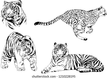 vector drawings sketches different predator , tigers lions cheetahs and leopards are drawn in ink by hand , objects with no background
