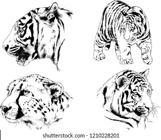 vector drawings sketches different predator , tigers lions cheetahs and leopards are drawn in ink by hand , objects with no background