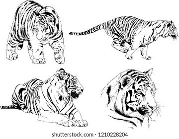 vector drawings sketches different predator , tigers lions cheetahs and leopards are drawn in ink by hand , objects with no background
