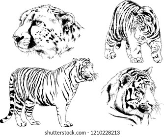 vector drawings sketches different predator , tigers lions cheetahs and leopards are drawn in ink by hand , objects with no background
