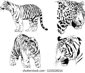 vector drawings sketches different predator , tigers lions cheetahs and leopards are drawn in ink by hand , objects with no background