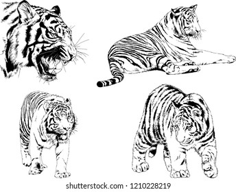 vector drawings sketches different predator , tigers lions cheetahs and leopards are drawn in ink by hand , objects with no background