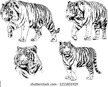 vector drawings sketches different predator , tigers lions cheetahs and leopards are drawn in ink by hand , objects with no background