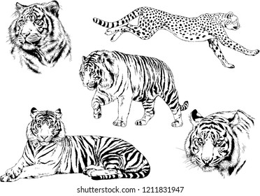 vector drawings sketches different predator , tigers lions cheetahs and leopards are drawn in ink by hand , objects with no background