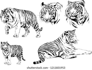 vector drawings sketches different predator , tigers lions cheetahs and leopards are drawn in ink by hand , objects with no background