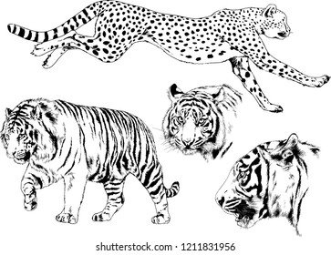 vector drawings sketches different predator , tigers lions cheetahs and leopards are drawn in ink by hand , objects with no background