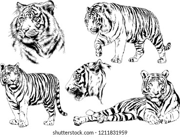 vector drawings sketches different predator , tigers lions cheetahs and leopards are drawn in ink by hand , objects with no background