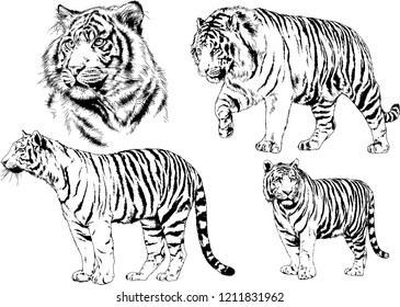 vector drawings sketches different predator , tigers lions cheetahs and leopards are drawn in ink by hand , objects with no background