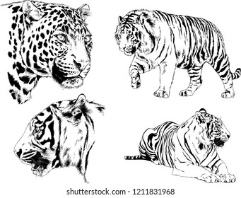 vector drawings sketches different predator , tigers lions cheetahs and leopards are drawn in ink by hand , objects with no background
