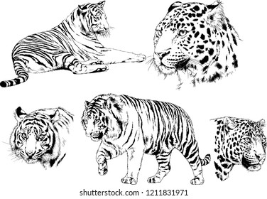 vector drawings sketches different predator , tigers lions cheetahs and leopards are drawn in ink by hand , objects with no background
