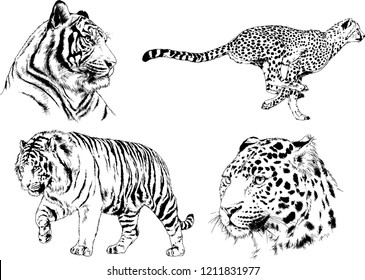 vector drawings sketches different predator , tigers lions cheetahs and leopards are drawn in ink by hand , objects with no background