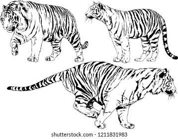 vector drawings sketches different predator , tigers lions cheetahs and leopards are drawn in ink by hand , objects with no background