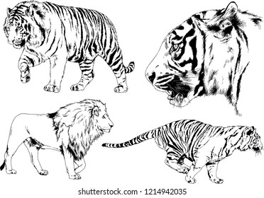 vector drawings sketches different predator , tigers lions cheetahs and leopards are drawn in ink by hand , objects with no background