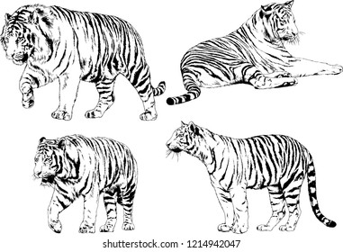 vector drawings sketches different predator , tigers lions cheetahs and leopards are drawn in ink by hand , objects with no background