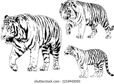 vector drawings sketches different predator , tigers lions cheetahs and leopards are drawn in ink by hand , objects with no background