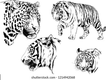 vector drawings sketches different predator , tigers lions cheetahs and leopards are drawn in ink by hand , objects with no background