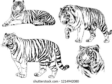 vector drawings sketches different predator , tigers lions cheetahs and leopards are drawn in ink by hand , objects with no background